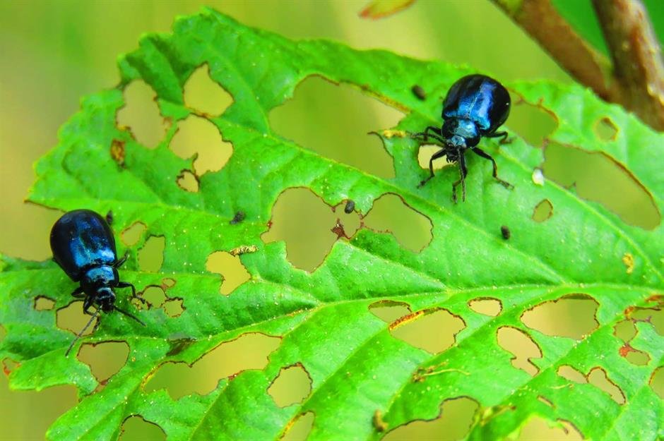 Ladybugs garden leaf insect pests ladybug lady beetle anthony getty lee do