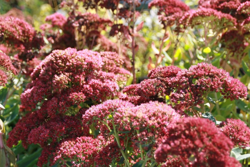 Welche Pflanzen blühen im Herbst?