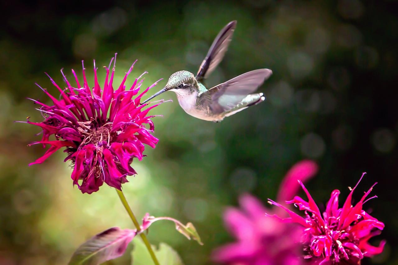 Pollination lesser nosed oblog joseph december