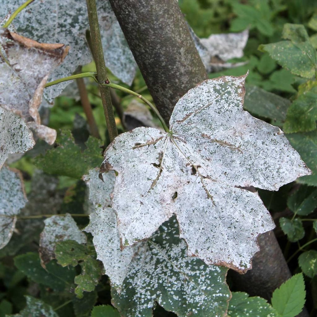 Shrubs powdery mildew oak treat wilt familyhandyman