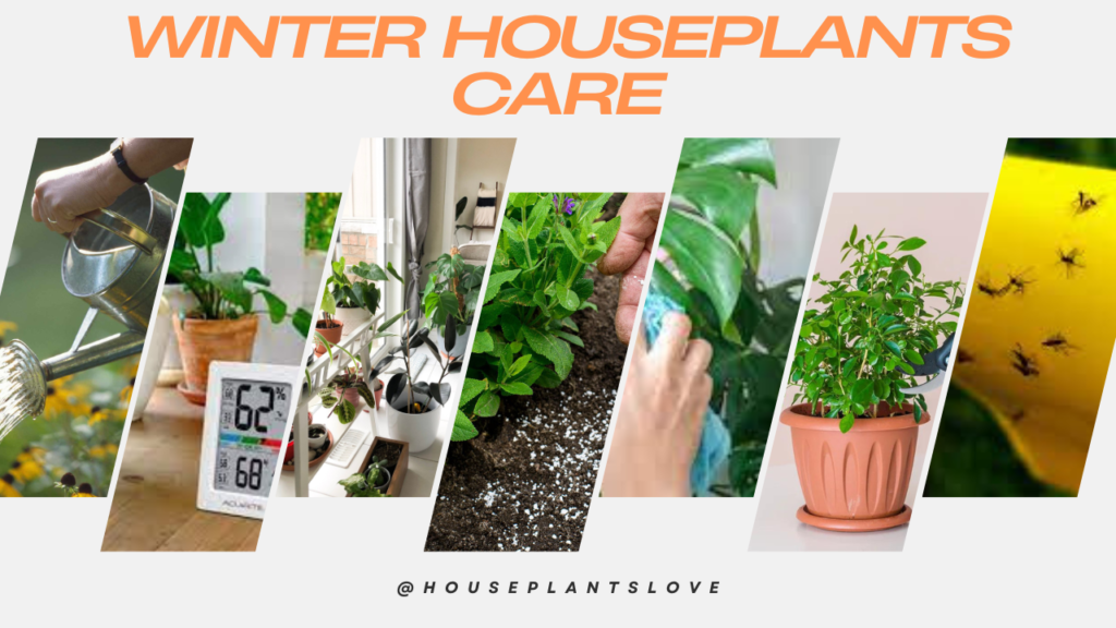 Houseplants sproutsandstems