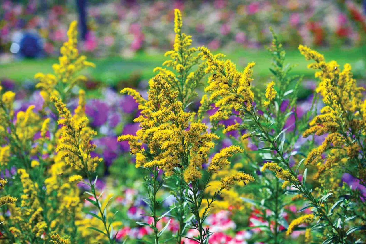 Welche Blütenpflanzen blühen im Herbst?