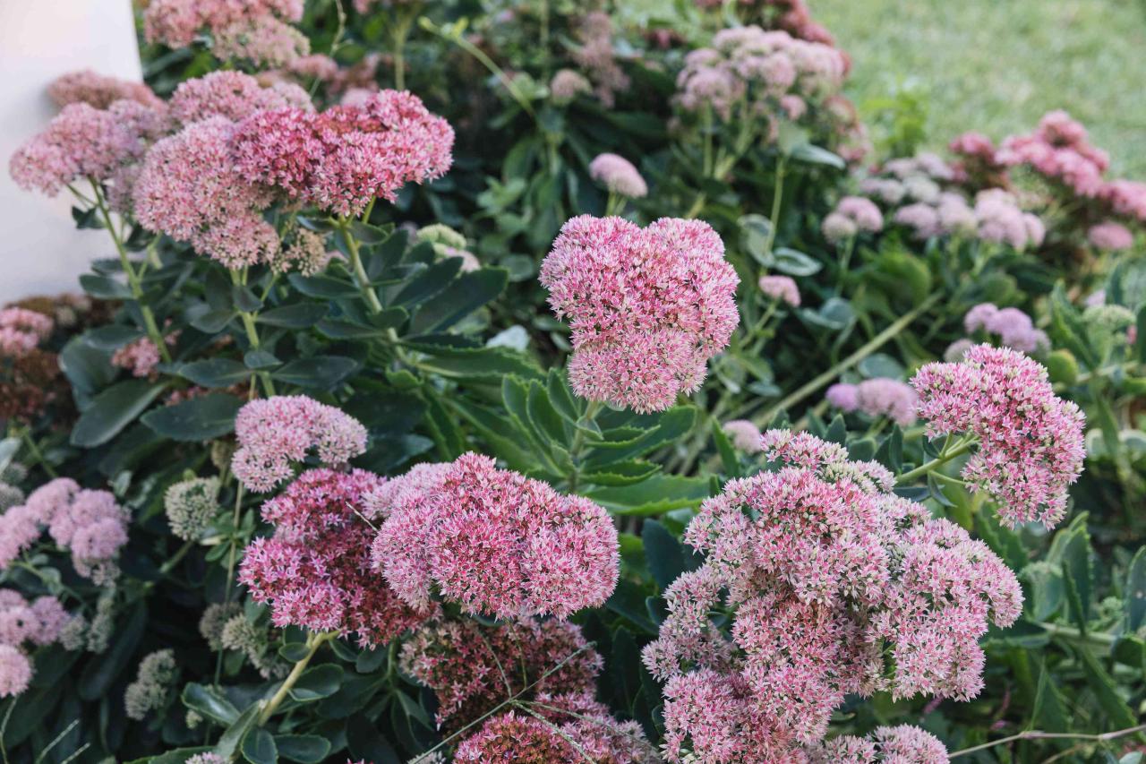 Flowers autumn fall plants