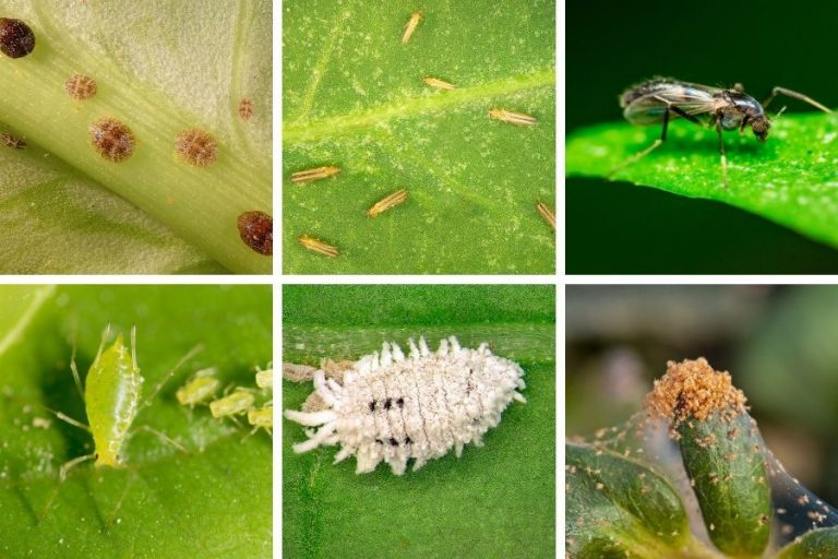 Aphids insects shrub damaging symptoms