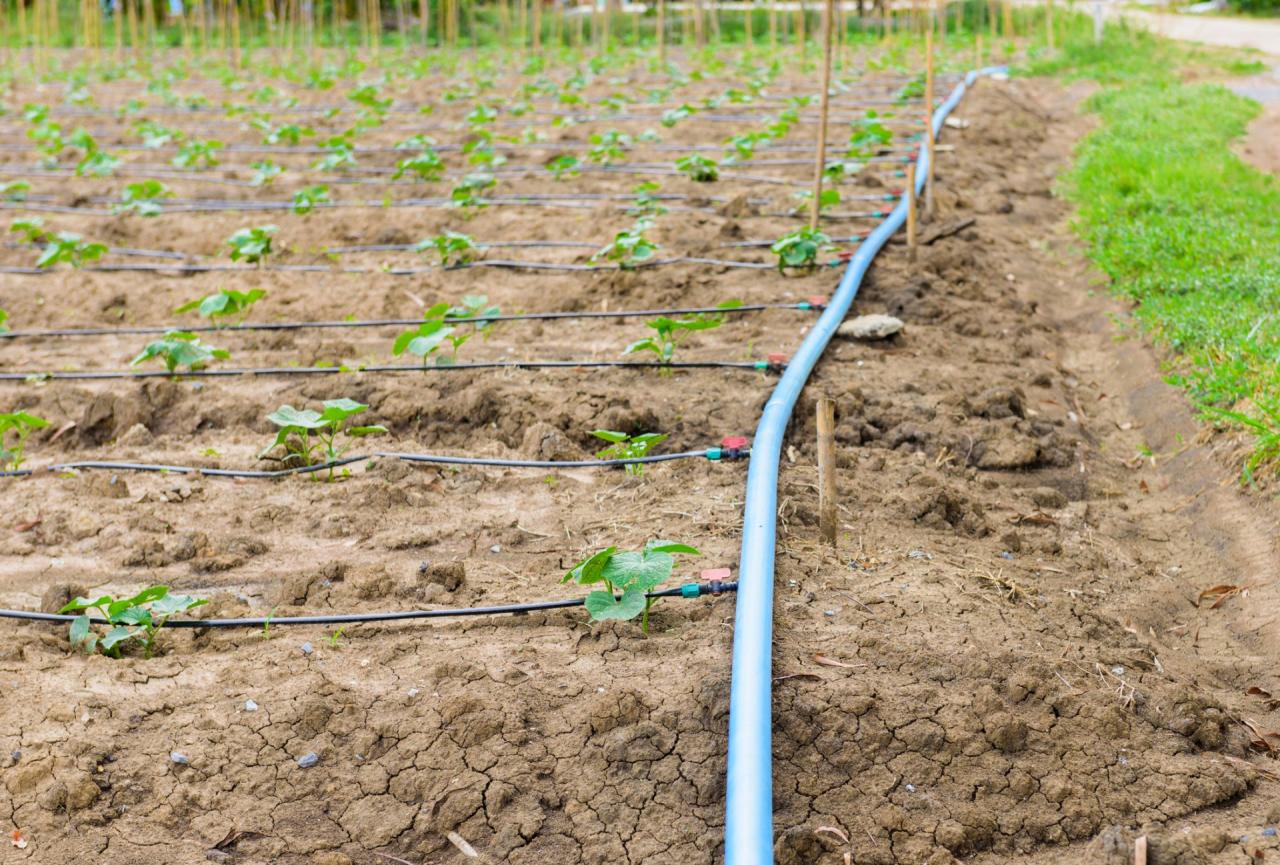 Wie funktioniert die Tropfbewässerung im Garten?