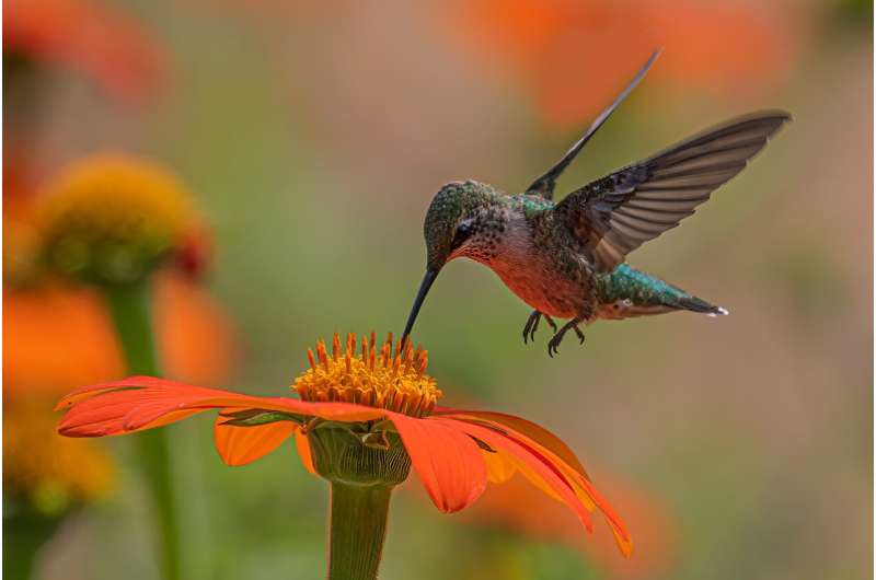 Pollinating sunbird animals birds sunbirds nectariniidae bees flower winged golden flickr than other kenya africa life commons cheapest way go