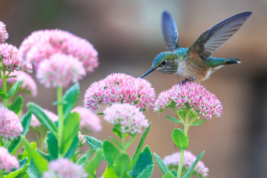 Bees pollinated crops pollen pollination collecting