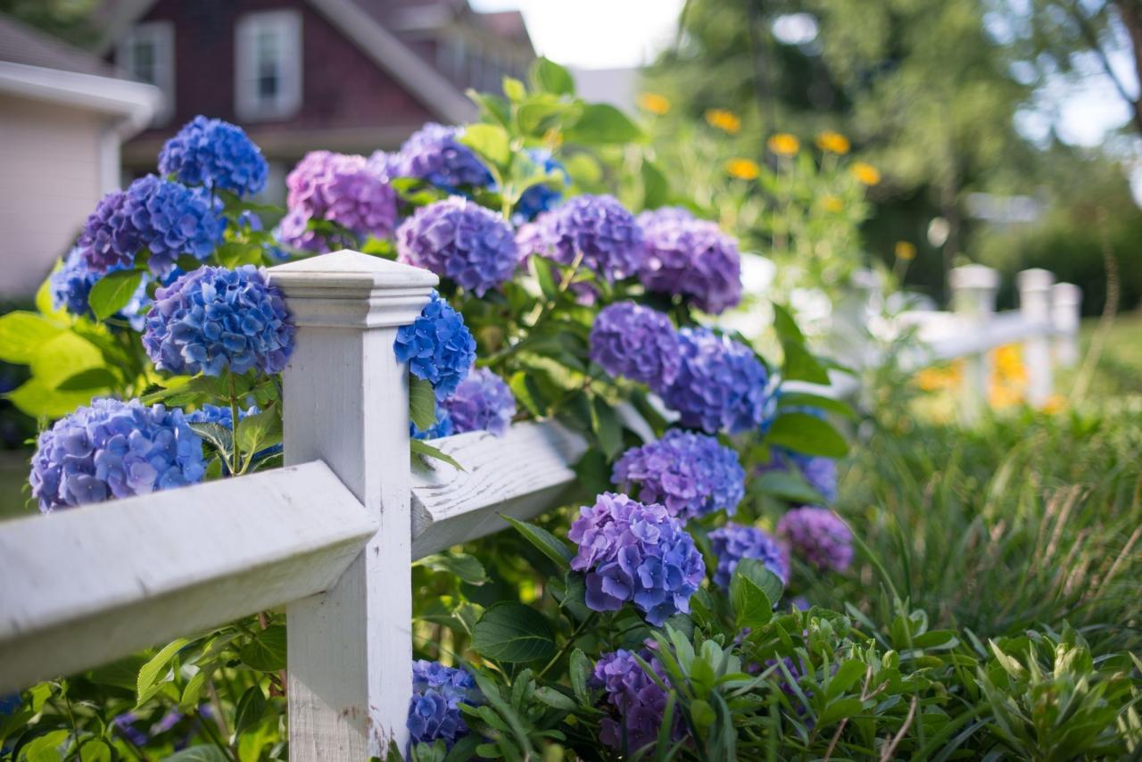 Perennials tolerant drought natalielinda