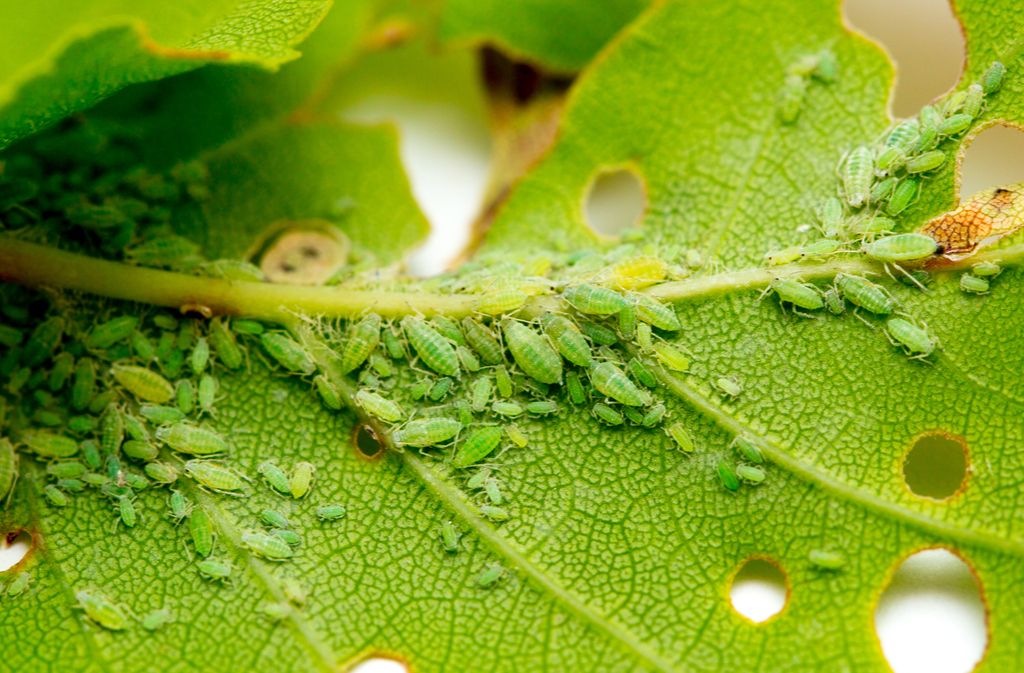 Contre cochenilles plante