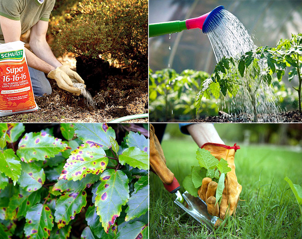 Diseases gardening gardener prevention